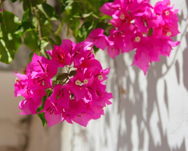 Bougainvillea