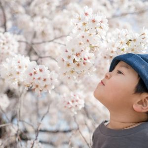 Kind und Kirschblüten