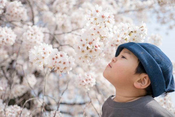 Kind und Kirschblüten