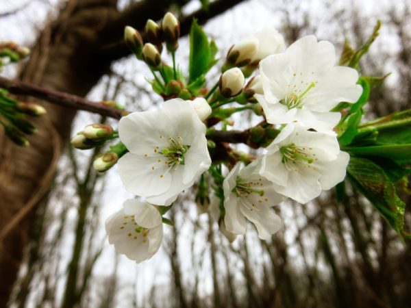 Kirschblüten